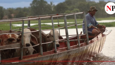 Photo of GANADEROS EN AYAPEL NO TIENEN DONDE ALBERGAR SUS ANIMALES