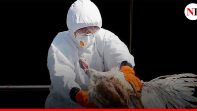 Photo of EN EE.UU. APARECE OTRO CASO DE HUMANO CONTAGIADO DE GRIPE AVIAR