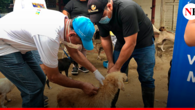 Photo of ALCALDÍA INICIA INMUNIZACIÓN A CANINOS Y FELINOS CONTRA EL VIRUS DE LA RABIA