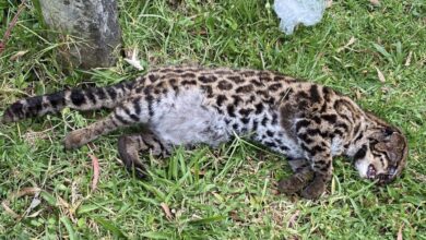 Photo of TIGRILLO MURIÓ ATROPELLADO EN LA APARTADA.
