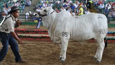 Photo of DECRETAN TRES DÍAS CÍVICOS EN CÓRDOBA POR FERIA GANADERA
