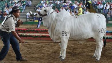 Photo of PROGRÁMESE CON LA 60 VERSIÓN DE LA FERIA DE LA GANADERÍA Y DISFRUTE DE CÓRDOBA NATURALMENTE MÁGICA
