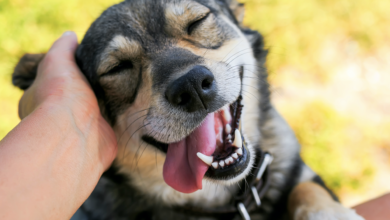 Photo of DÍA MUNDIAL DEL PERRO: POR QUÉ SE CELEBRA CADA 21 DE JULIO