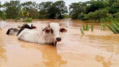 Photo of GREMIO GANADERO EN CRISIS POR INCLEMENCIA DEL INVIERNO EN LA COSTA CARIBE.