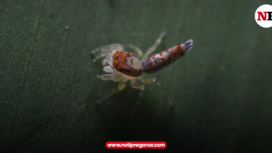 Photo of Estudiante de Unicórdoba descubre una nueva especie de araña saltarina para la ciencia