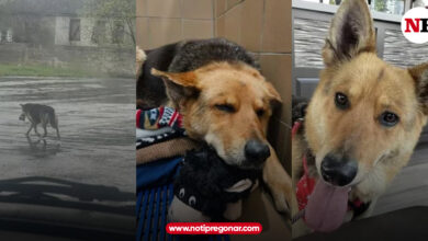 Photo of Nikki, la perra que vagó sola por meses con un peluche como compañero