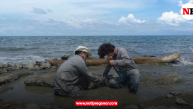 Photo of Cientificos encontraron restos del ADN en el fósil de una tortuga marina que vivio hace 6 millones de años en Panamá