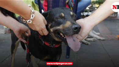 Photo of El mercado de productos para mascotas crece en el Caribe y en Colombia