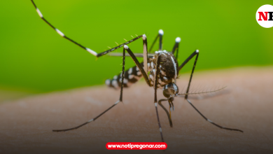 Photo of Repunte del 38% en los casos de dengue en Córdoba, según el Instituto Nacional de Salud
