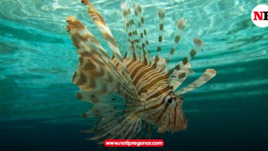 Photo of Especies invasoras: Segunda causa de pérdida de biodiversidad a nivel global