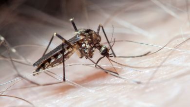 Photo of Córdoba registra un aumento del 46% en casos de dengue en 2024