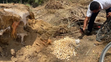 Photo of Hallazgo Sorprendente: Descubren Más de 500 huevos de iguana