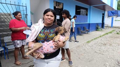Photo of Montería completa 3.418 esterilizaciones gratuitas en 2025, superando el 50 por ciento de la meta anual de 6.000