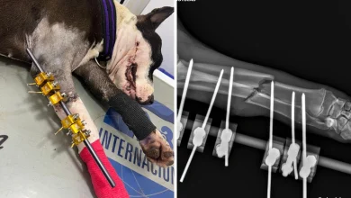 Photo of Perra protegía su hogar: autoridades confirman que canina agredida en Las Babillas actuó en legítima defensa dentro de su propiedad