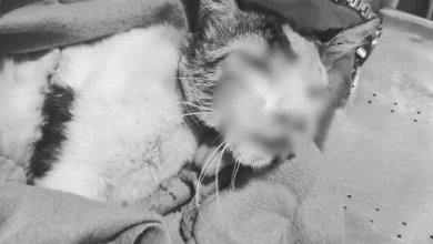 Photo of “La molió a golpes”: senadora Andrea Padilla promete justicia tras informe “devastador” sobre muerte de gata en Montería