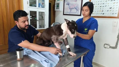 Photo of El lunes 4 de agosto se conocerá la fecha de audiencia por maltrato animal contra los atacantes de la perrita Karina