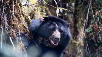 Photo of Murió Tamá el oso andino, durante su traslado para ser liberado