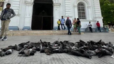 Photo of Resultados del ICA descartan enfermedades de control oficial tras muerte de palomas en Montería