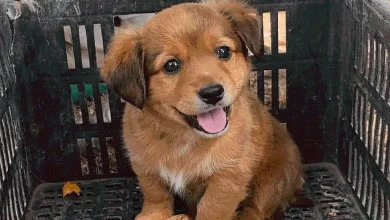 Photo of Cachorra iba a ser triturada por camión de basura y fue rescatada a segundos de morir