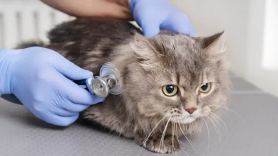 Photo of Alertan por brote del “Covid de los gatos”: virus mortal se propaga en América y EE. UU.