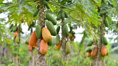 Photo of De Momil para Estados Unidos: la papaya cordobesa que está conquistando el mercado internacional
