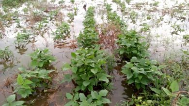 Photo of Inundaciones golpean al campo en Cotorra: campesinos reportan graves pérdidas en cultivos