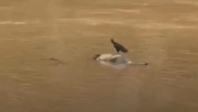 Photo of Hallan cuerpo sin vida flotando en el río Cauca, en el nororiente de Cali