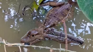 Photo of Alerta en Cereté: babilla aparece en barrio Venus en medio de las inundaciones