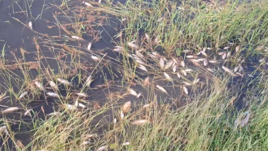 Photo of Emergencia sanitaria en Sabana Nueva por muerte masiva de peces y colapso de puentes