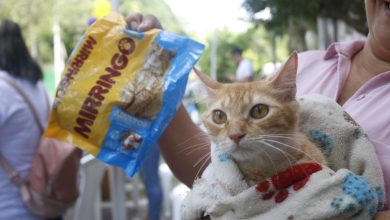 Photo of Alerta en Montería: casi agotados los alimentos para mascotas de familias damnificadas