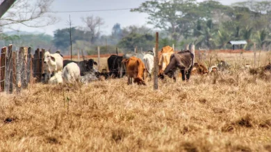 Photo of Ideam lanza alerta: Colombia podría enfrentar fenómeno de El Niño en el segundo semestre
