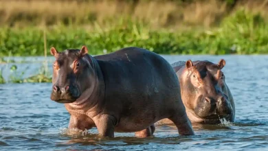 Photo of Gobierno aclara que plan de manejo de hipopótamos sigue vigente