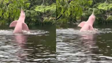 Photo of Impactante avistamiento: captan delfín rosado nadando libre en el Amazonas