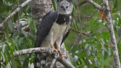 Photo of El depredador silencioso de Colombia: el águila arpía, guardiana de los bosques