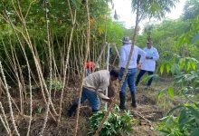 Photo of Investigación de Unicórdoba identifica variedad de yuca que produce hasta seis veces más en menos terreno