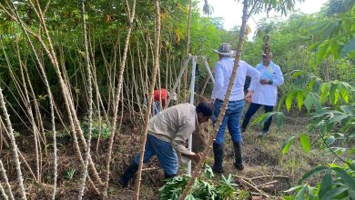 Photo of Investigación de Unicórdoba identifica variedad de yuca que produce hasta seis veces más en menos terreno