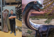 Photo of Descubren en Tailandia al dinosaurio más grande hallado en el Sudeste Asiático