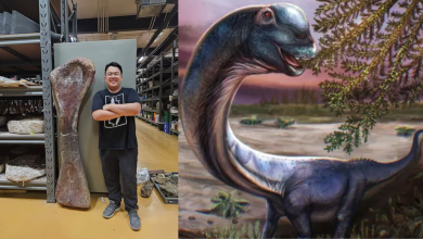 Photo of Descubren en Tailandia al dinosaurio más grande hallado en el Sudeste Asiático