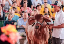 Photo of Con ingreso de ejemplares bovinos inicia la Feria Nacional de la Ganadería 2026