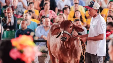 Photo of Con ingreso de ejemplares bovinos inicia la Feria Nacional de la Ganadería 2026
