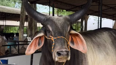 Photo of Cerca de 2.000 animales protagonizan la 64ª Feria Nacional de la Ganadería en Montería