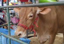 Photo of Feria Nacional de la Ganadería vive una jornada entre tradición, conocimiento y producción pecuaria