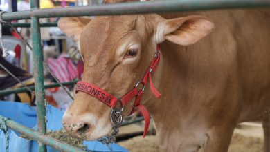 Photo of Feria Nacional de la Ganadería vive una jornada entre tradición, conocimiento y producción pecuaria