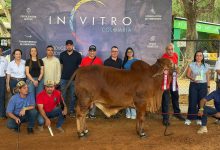Photo of La élite ganadera del país compite en el juzgamiento de machos Brahman en Montería
