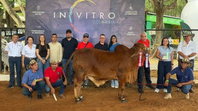 Photo of La élite ganadera del país compite en el juzgamiento de machos Brahman en Montería