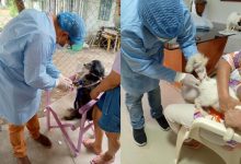 Photo of Investigación de Unicórdoba sobre el Síndrome de Noé gana primer lugar en congreso internacional de veterinaria