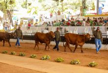 Photo of Con la exhibición de la raza Beefmaster culminó la Feria Nacional e Internacional de la Ganadería 2026