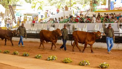 Photo of Con la exhibición de la raza Beefmaster culminó la Feria Nacional e Internacional de la Ganadería 2026