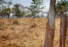 Photo of Sucre declara calamidad pública por efectos del fenómeno de El Niño y activa plan de atención para el sector rural