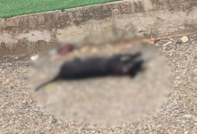 Photo of Indignación en Sahagún: ocho perros murieron tras presunto envenenamiento masivo en zona rural